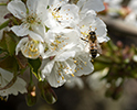 Bee Pollination 10(1)